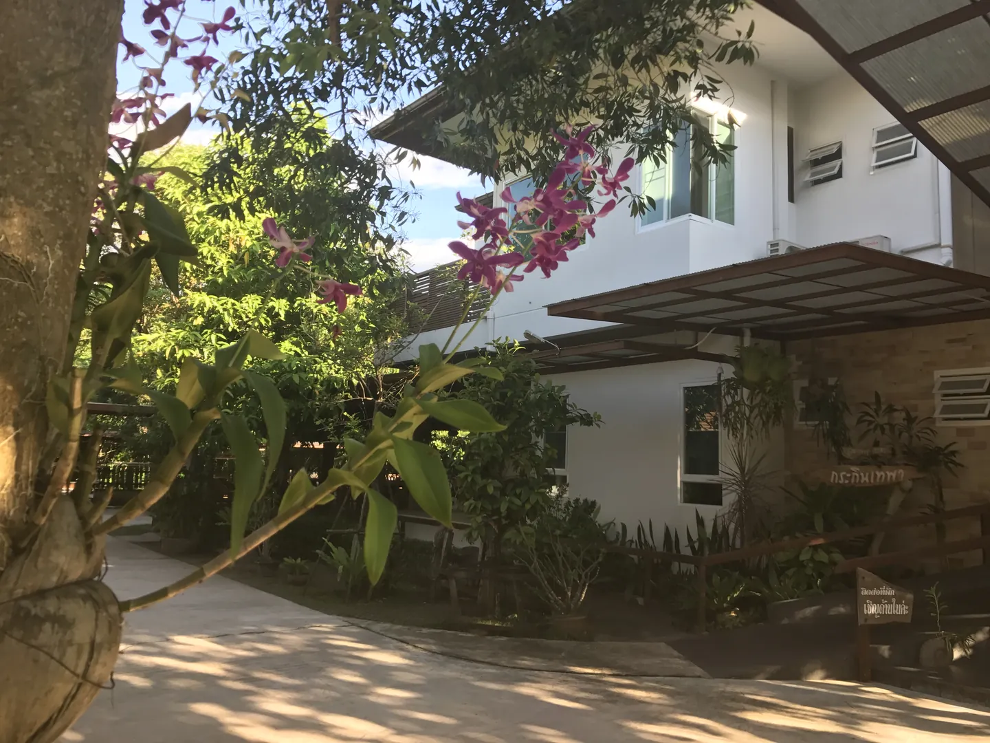 Orchids flowering in the courtyard by the houses